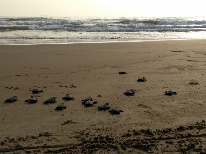 Aumenta número de tortugas muertas