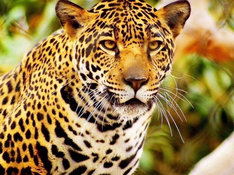 Aumenta peligro de extinción para jaguares al sur de México