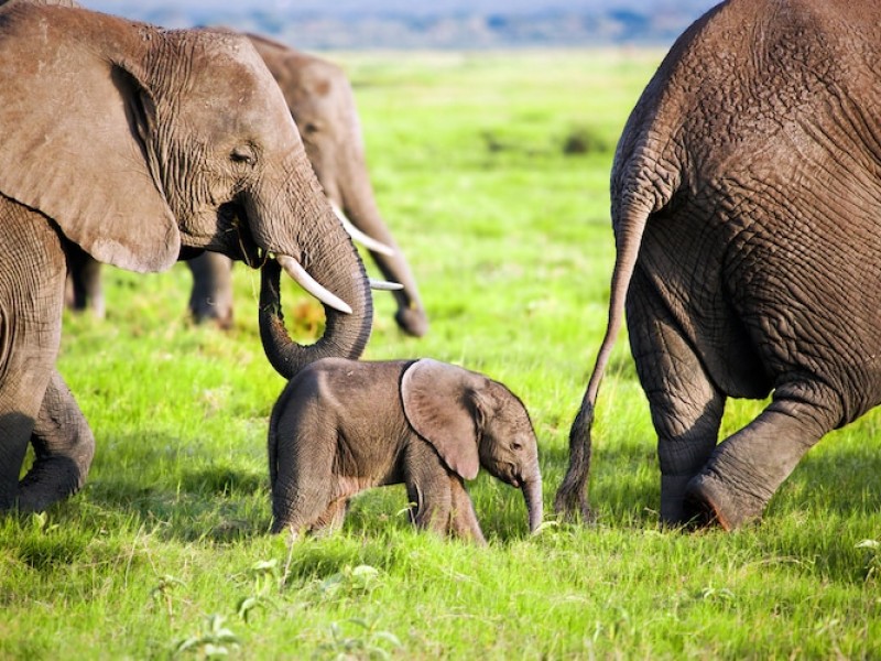Aumenta población de elefantes de sabana en África