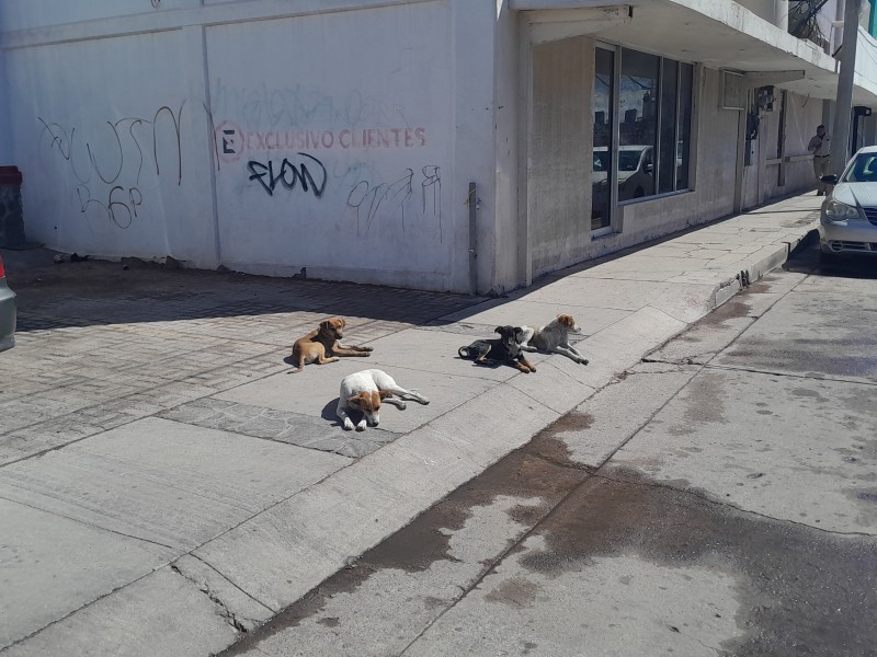 Aumenta presencia de perros callejeros en centro