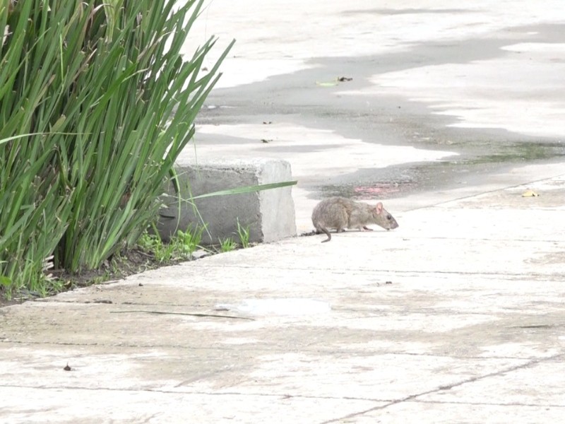 Aumenta presencia de ratas en parques de Toluca