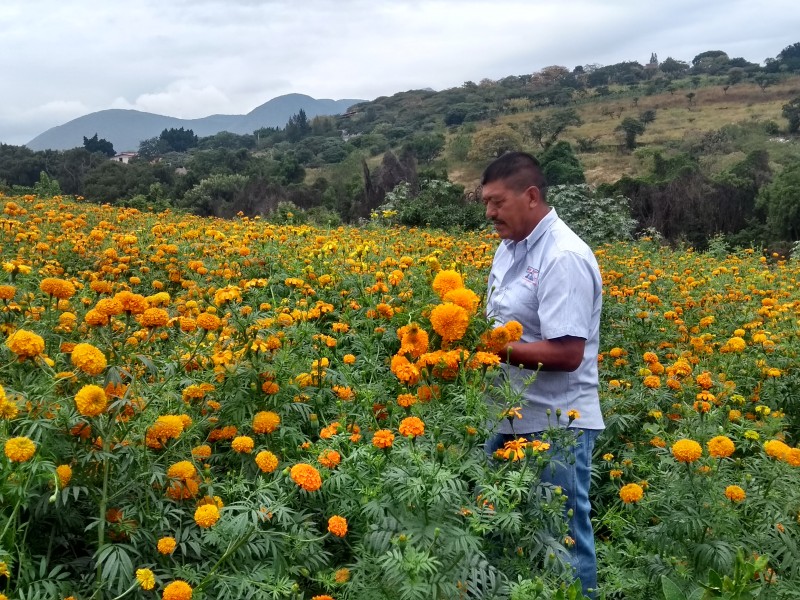 Aumenta producción de cempasúchil en Santiago Tangamandapio.