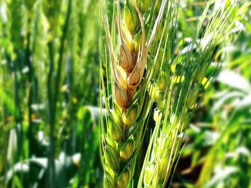 Propagación de hongo fusarium en cultivos encarece costo del trigo