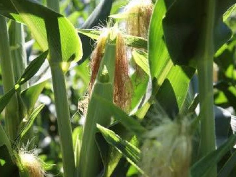 Aumenta rendimiento de cultivos de maíz en la región