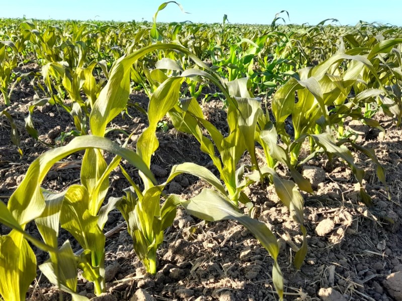 Aumenta superficie de maíz afectada por heladas en El Carrizo