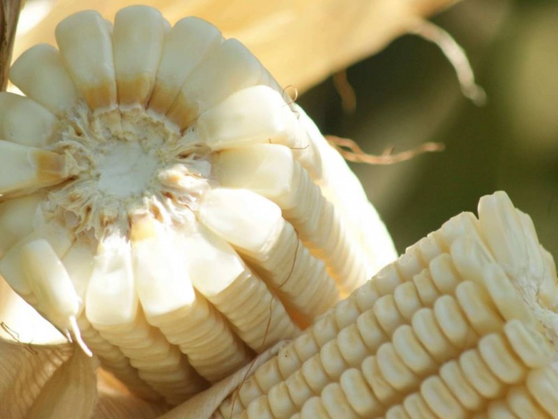 Aumentan 18 % exportaciones de maíz de Estados Unidos
