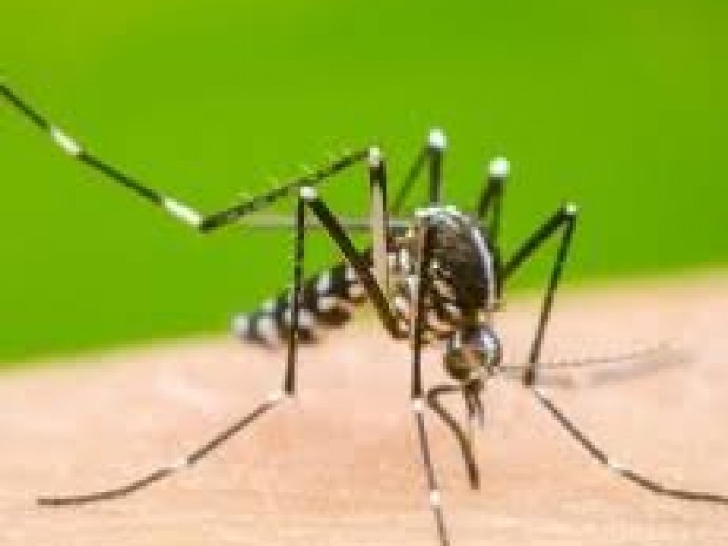 Aumentan 230% casos de dengue en Jalisco