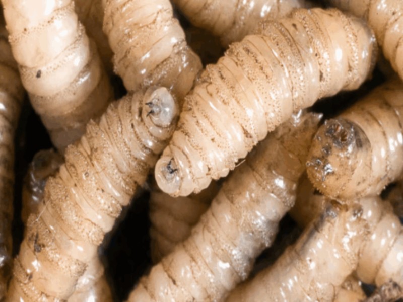 Aumentan a 30 los casos de gusano barrenador en Guerrero