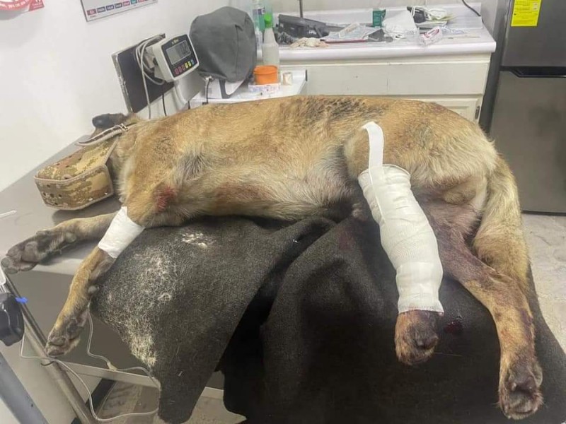 Aumentan atropellamientos de perros en situación de calle