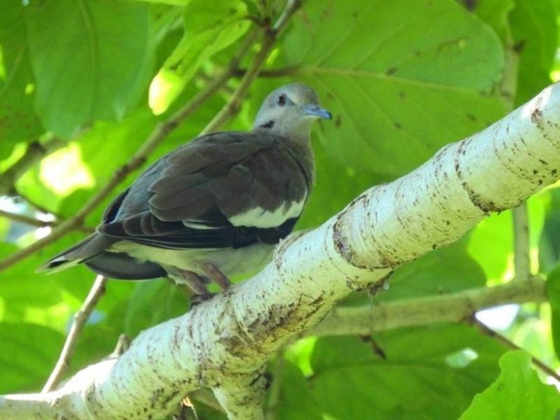 Aumentan avistamientos de aves en Tuxpan