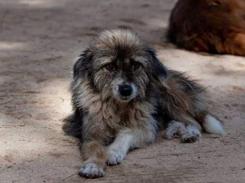 Aumentan casos de abandono animal en Zamora, buscan frenar problemática