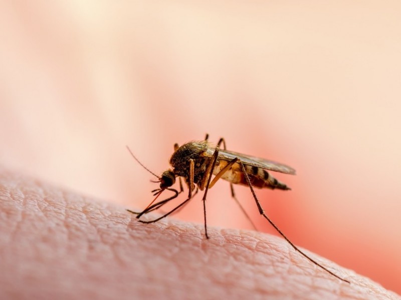 Aumentan casos de dengue en Puerto Vallarta