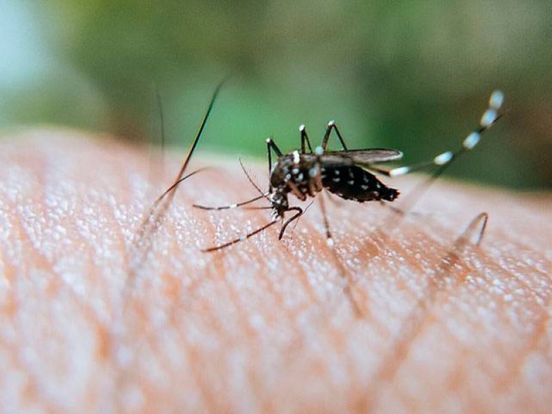 Aumentan casos de dengue en Sinaloa