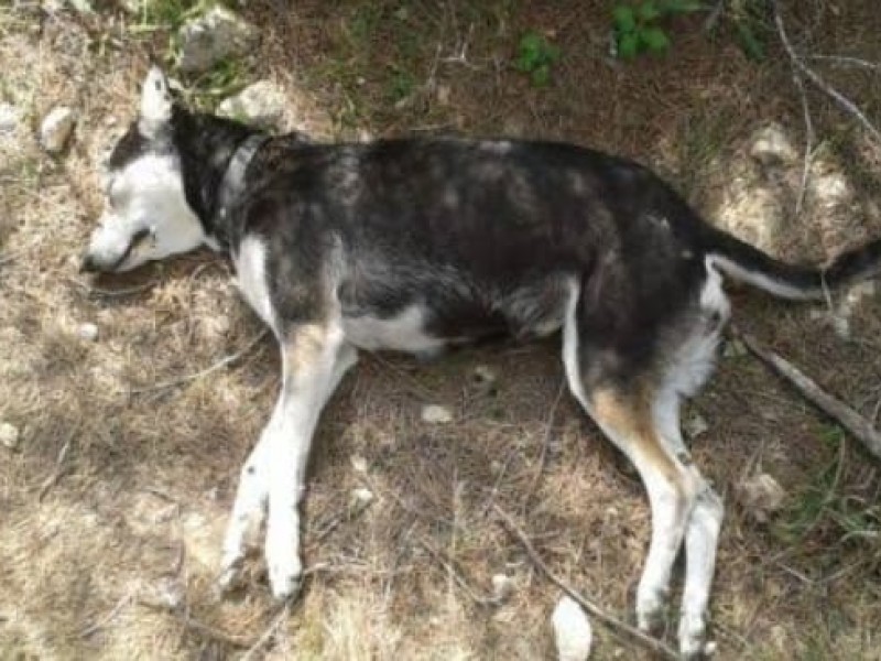 Aumentan casos de envenenamiento de perros en colonias de Tuxpan