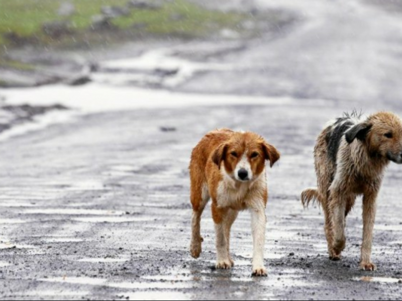 Aumentan casos de maltrato animal en Zamora