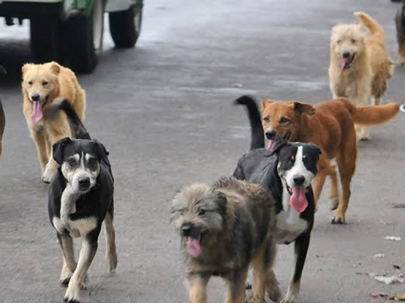 Aumentan casos de moquillo en Hermosillo