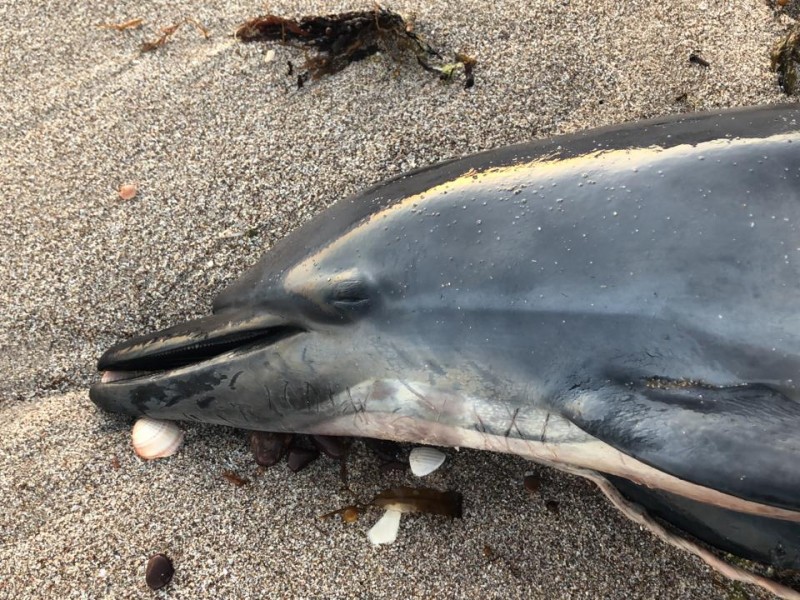 Aumentan especies marinas muertas en playas