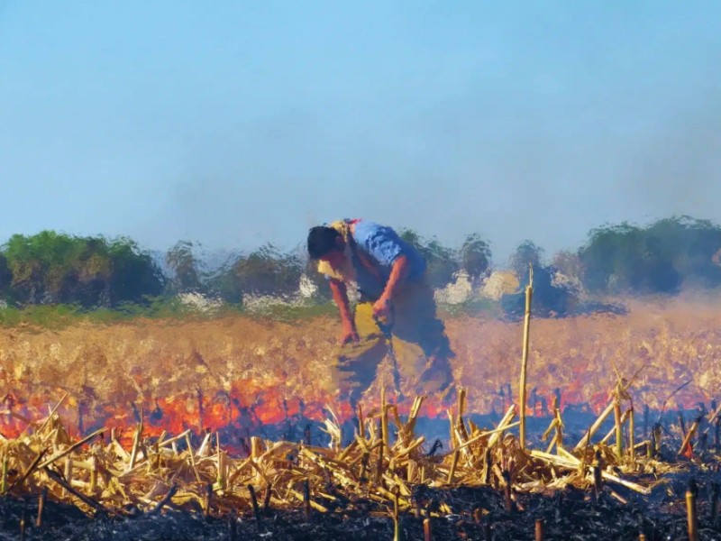 Aumentan incendios en Guasave por quema de soca