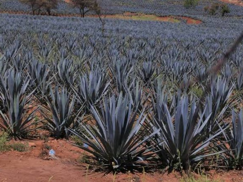 Aumentan incendios forestales provocados para siembra de agave