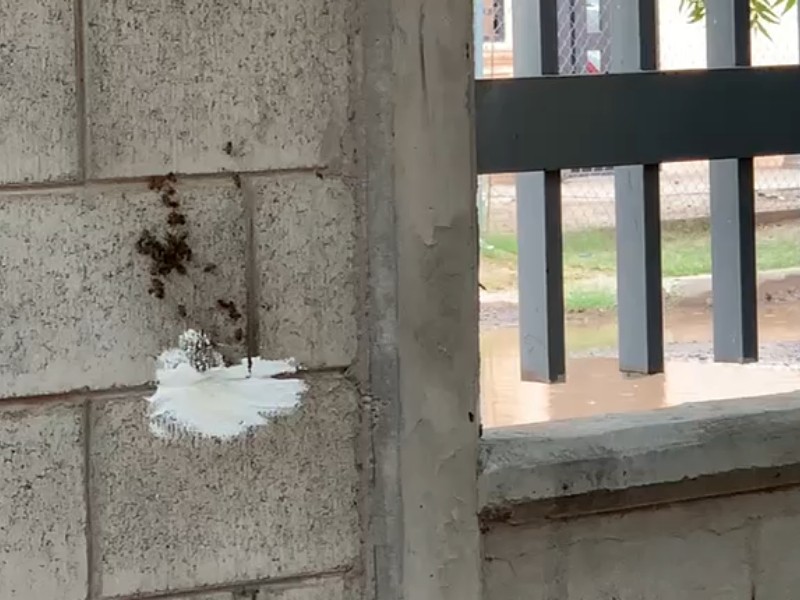 Aumentan los reportes por enjambres de abejas en Cajeme