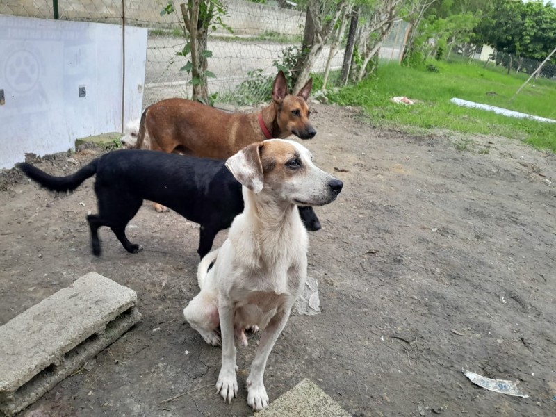 Aumentan mascotas en situación de calle