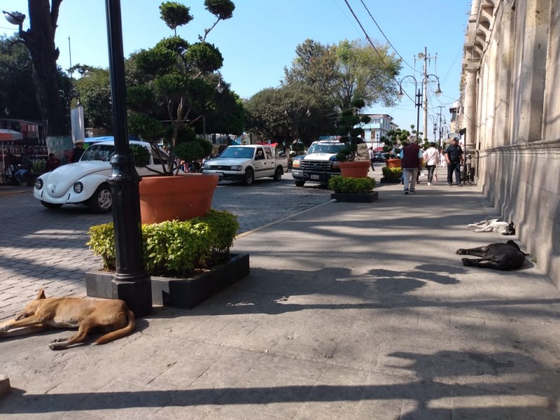 Aumentan perros en el centro de Tenancingo