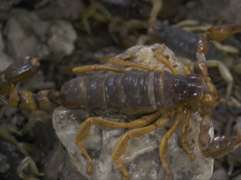 Aumentan picaduras de alacranes en Zacatecas