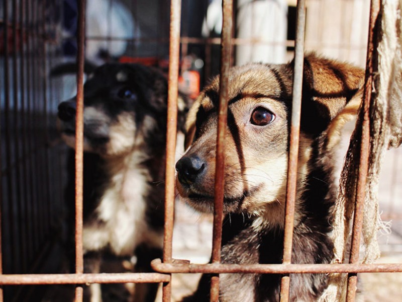 Aumentan reportes de Maltrato Animal