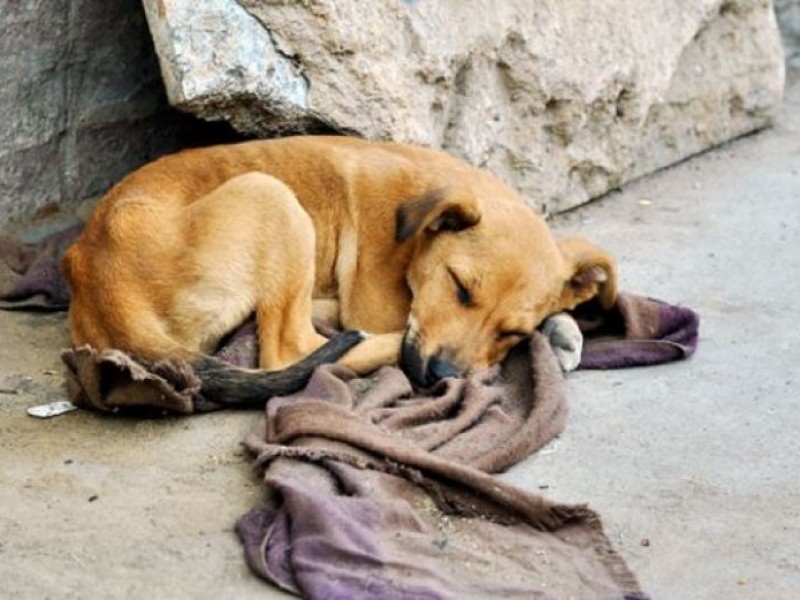 Aumentan reportes para resguardo de animales debido a bajas temperaturas