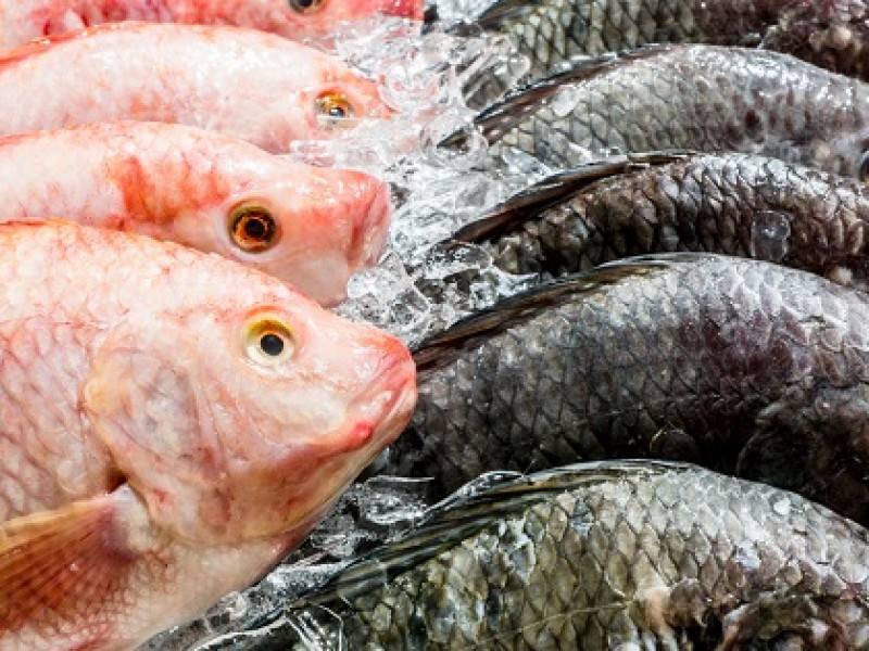 Aumentan ventas de pescado fresco durante Semana Santa