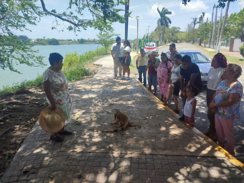 Aumentan visitas en el Santuario de la Iguana en Tuxpan