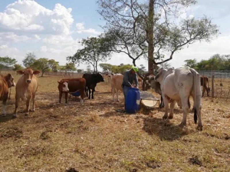 Aumento a precio de leche en frío beneficiará sector ganado