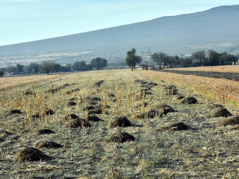 Aumento de temperaturas preocupa año con año