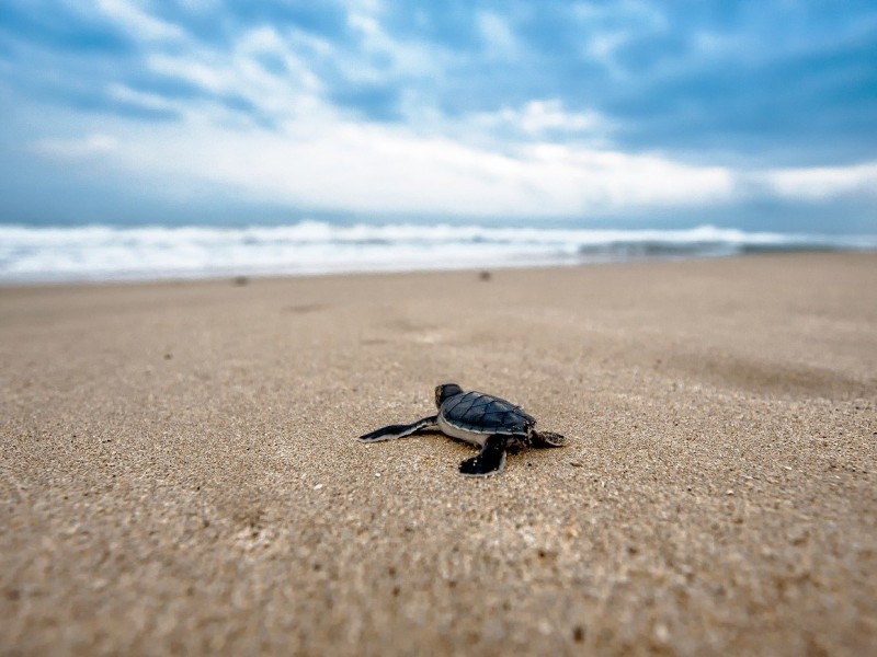 Aumento del nivel del mar amenaza a las tortugas marinas