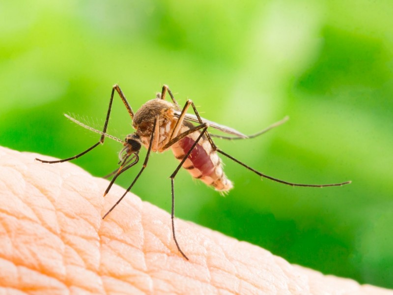 Aún es baja la presencia de mosquitos en Hermosillo