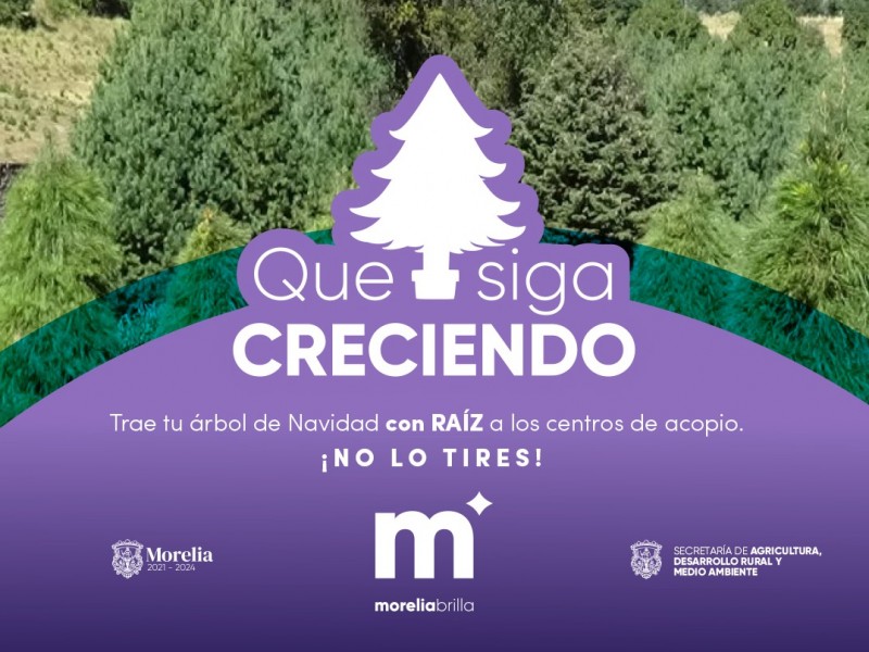 Aún hay tiempo para rescatar tu árbol navideño