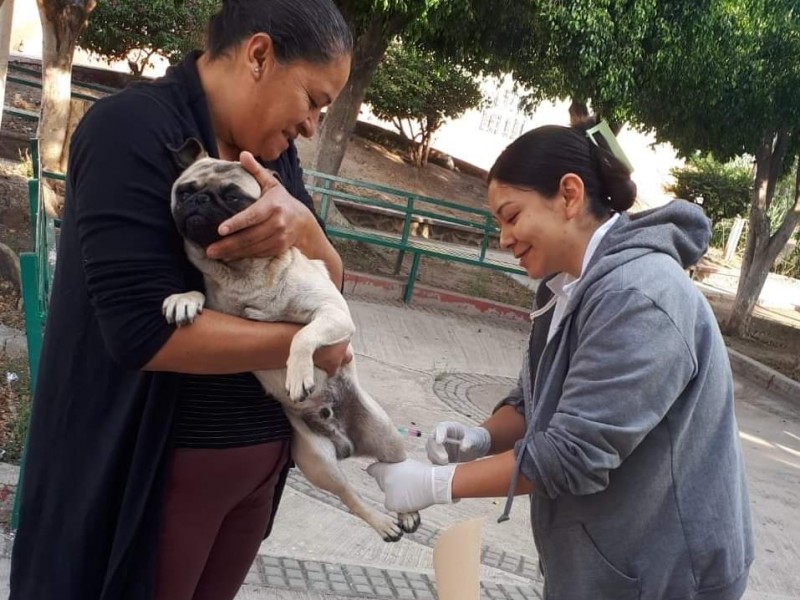 Aún hay vacunas contra la rabia en Salamanca