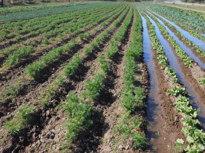 Aún no definen si combinarán agua de pozo y presa para cultivos