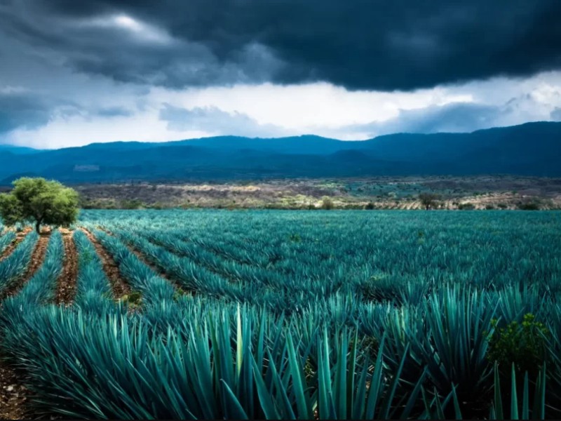 Aurelio López Rocha busca fortalecer sector tequilero