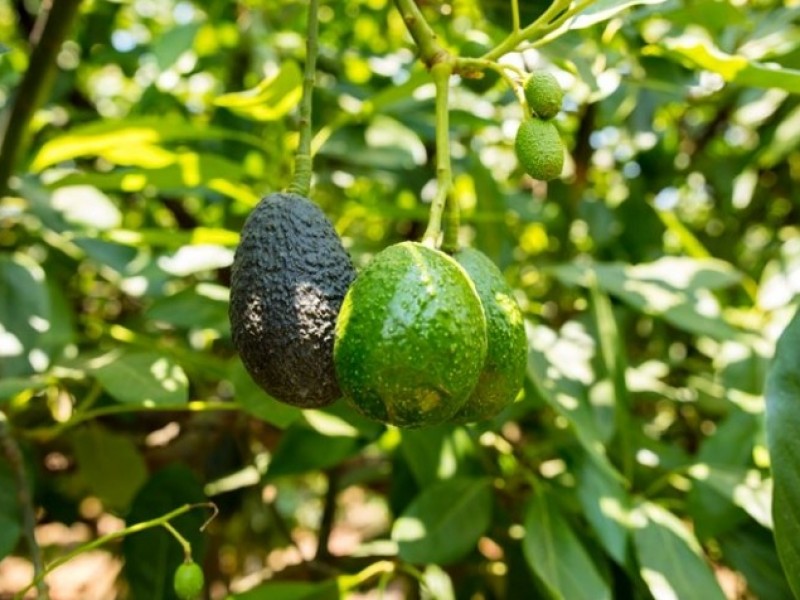 Ausencia de apoyos, deriva en incremento de costo de aguacate