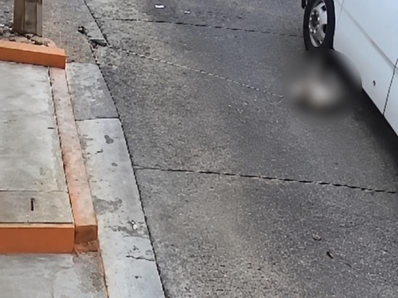 Autobús atropella a perro en Tlalnelhuayocan y sigue su marcha
