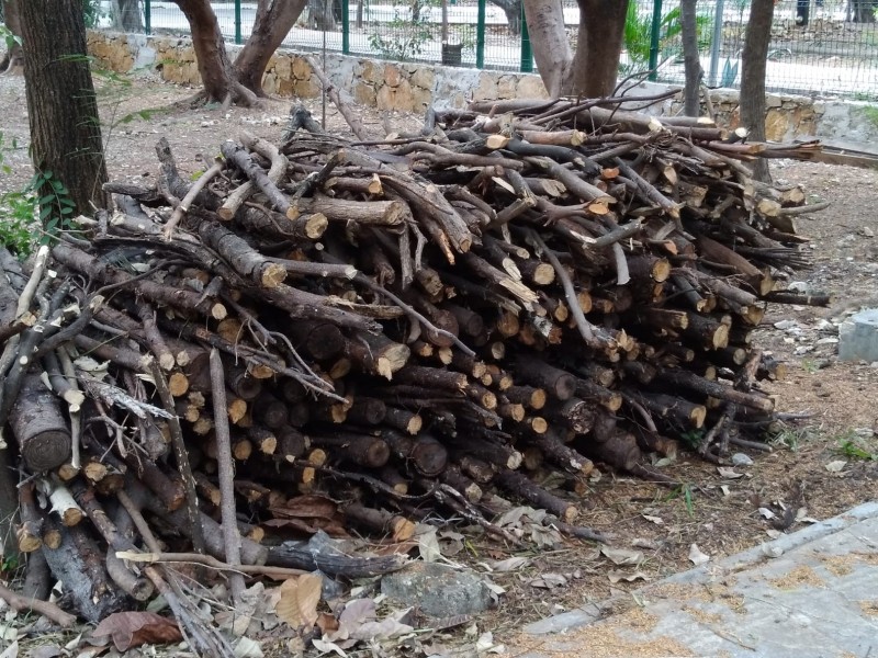 Autoridades ambientales recopilan arbolitos navideños para abono