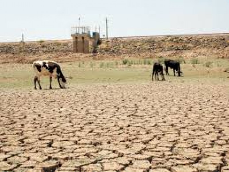 Autoridades buscarán apoyar a productores por la sequía