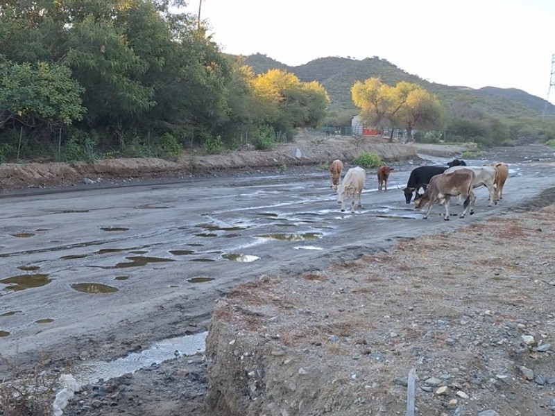 Autoridades de BCS mantienen atención constante  frente a la sequía