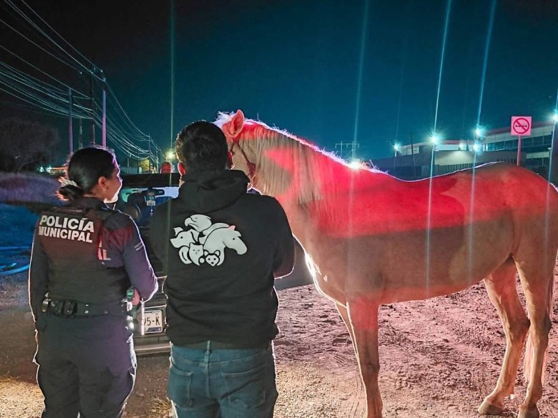 Autoridades de el Marqués rescataron a caballo abandonado en carretera 500