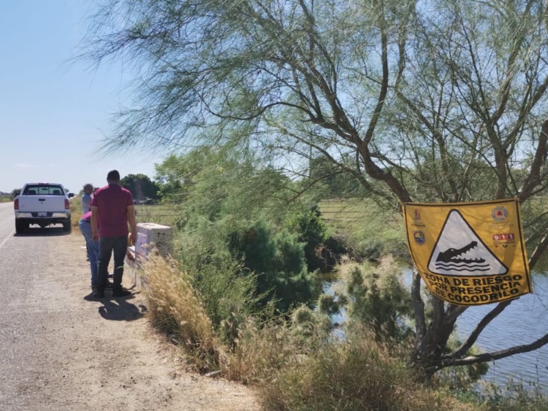 Profepa activa operativo para capturar a cocodrilo avistado en Guasave