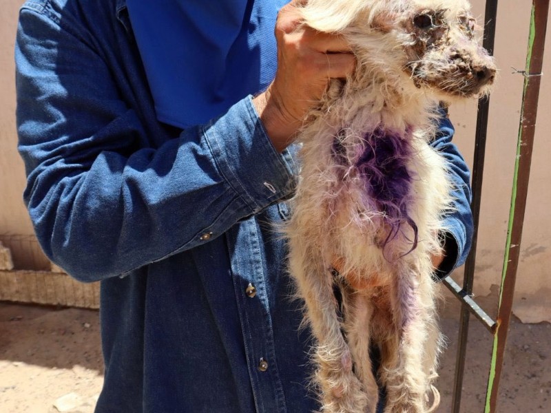Autoridades intervienen por caso de maltrato animal
