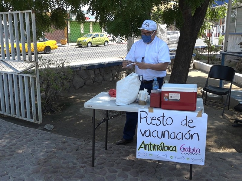 Autoridades llaman a vacunar a las mascotas contra la rabia