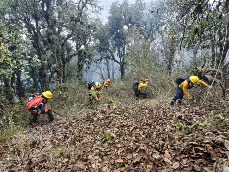 Autoridades mantienen control sobre incendios forestales