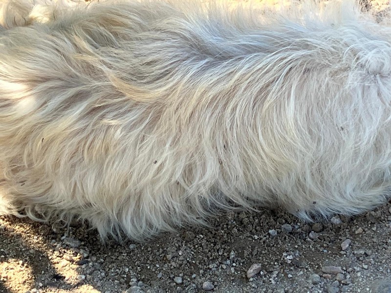 Autoridades médicas explican medidas sencillas para evitar Rickettsiosis en zonas con garrapatas